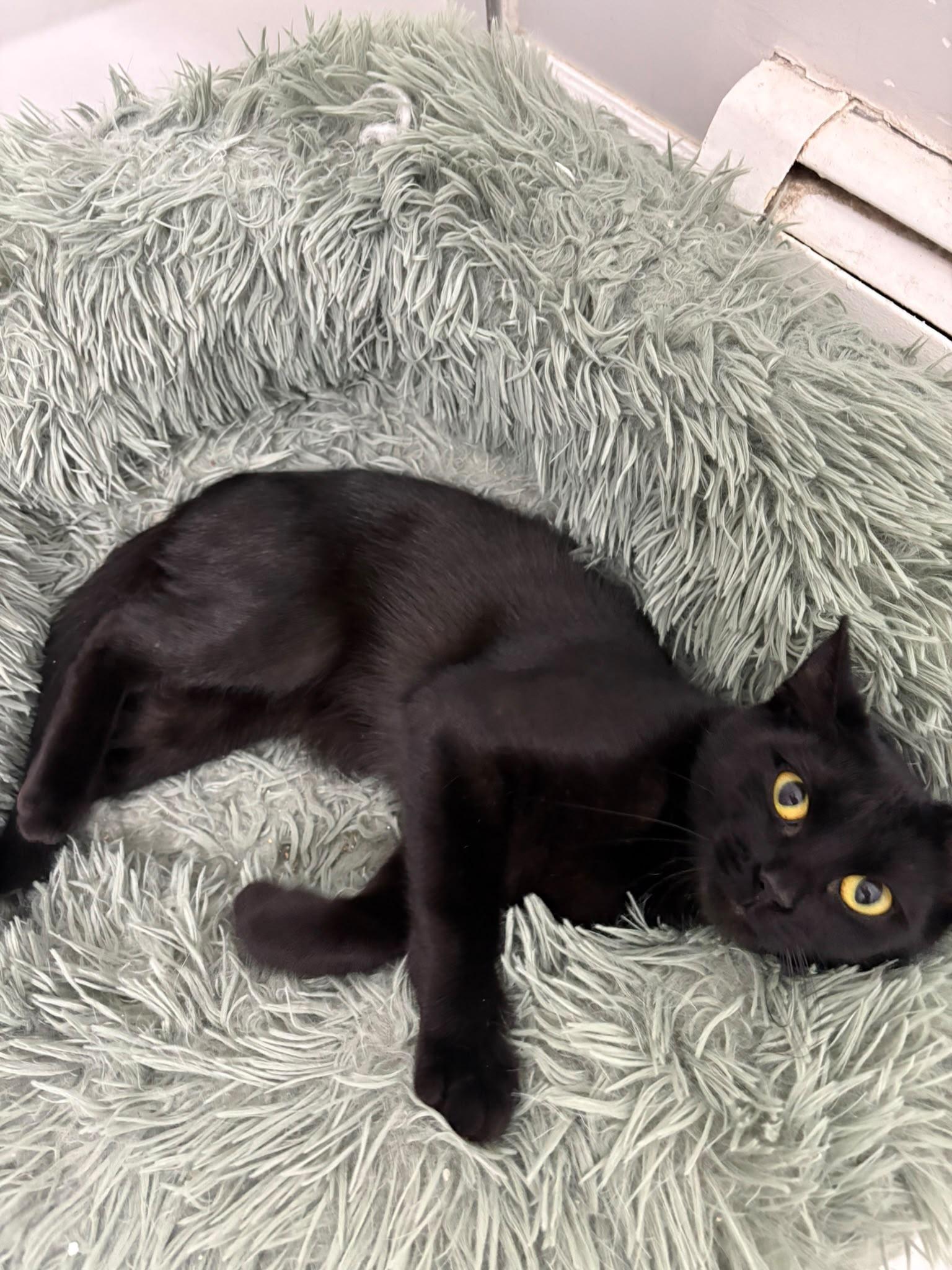 Enlarge Willowmena, a Adopted Domestic Short Hair in Cambridge, ON image 2/6