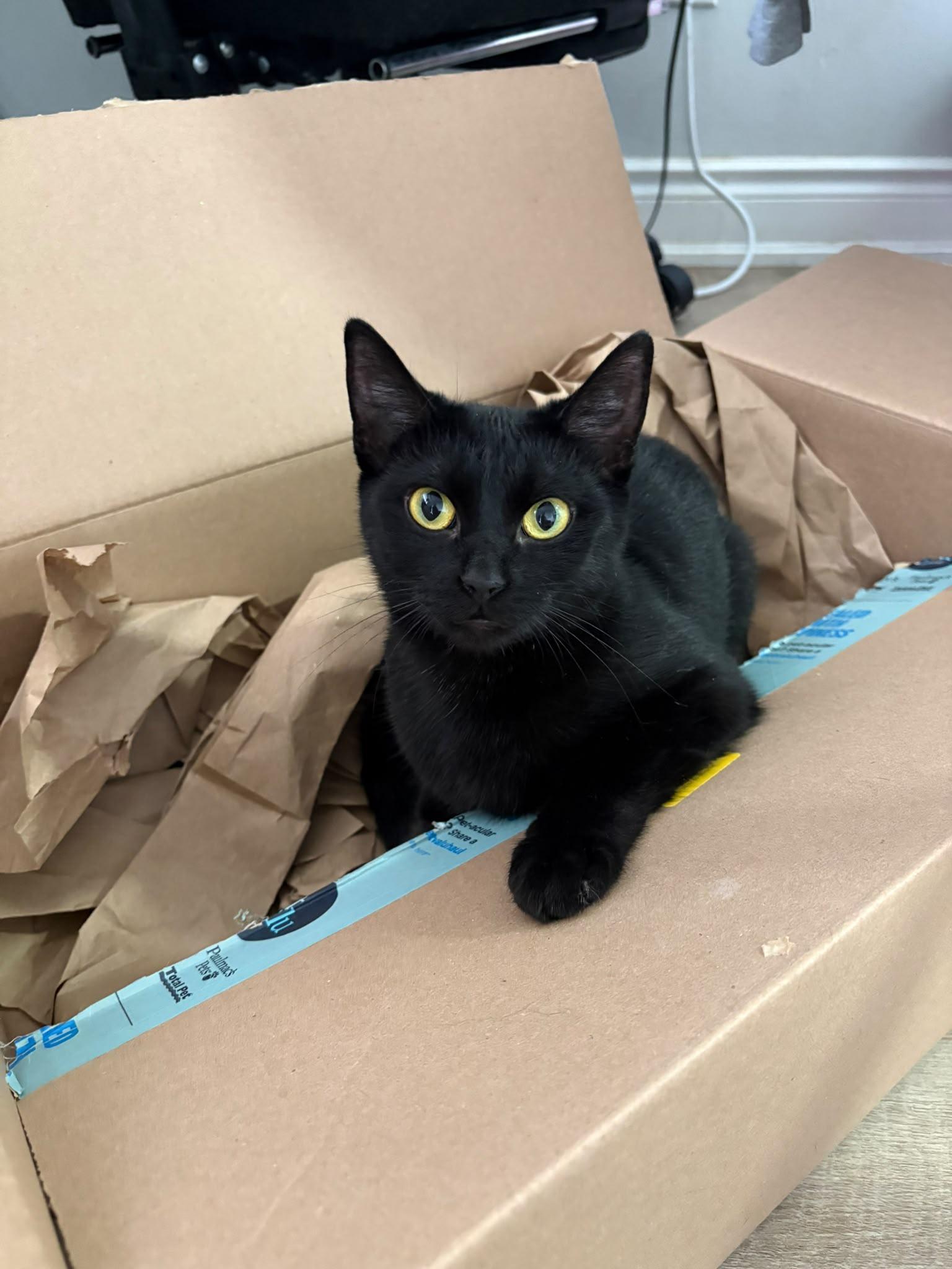 Enlarge Willowmena, a Adopted Domestic Short Hair in Cambridge, ON image 6/6