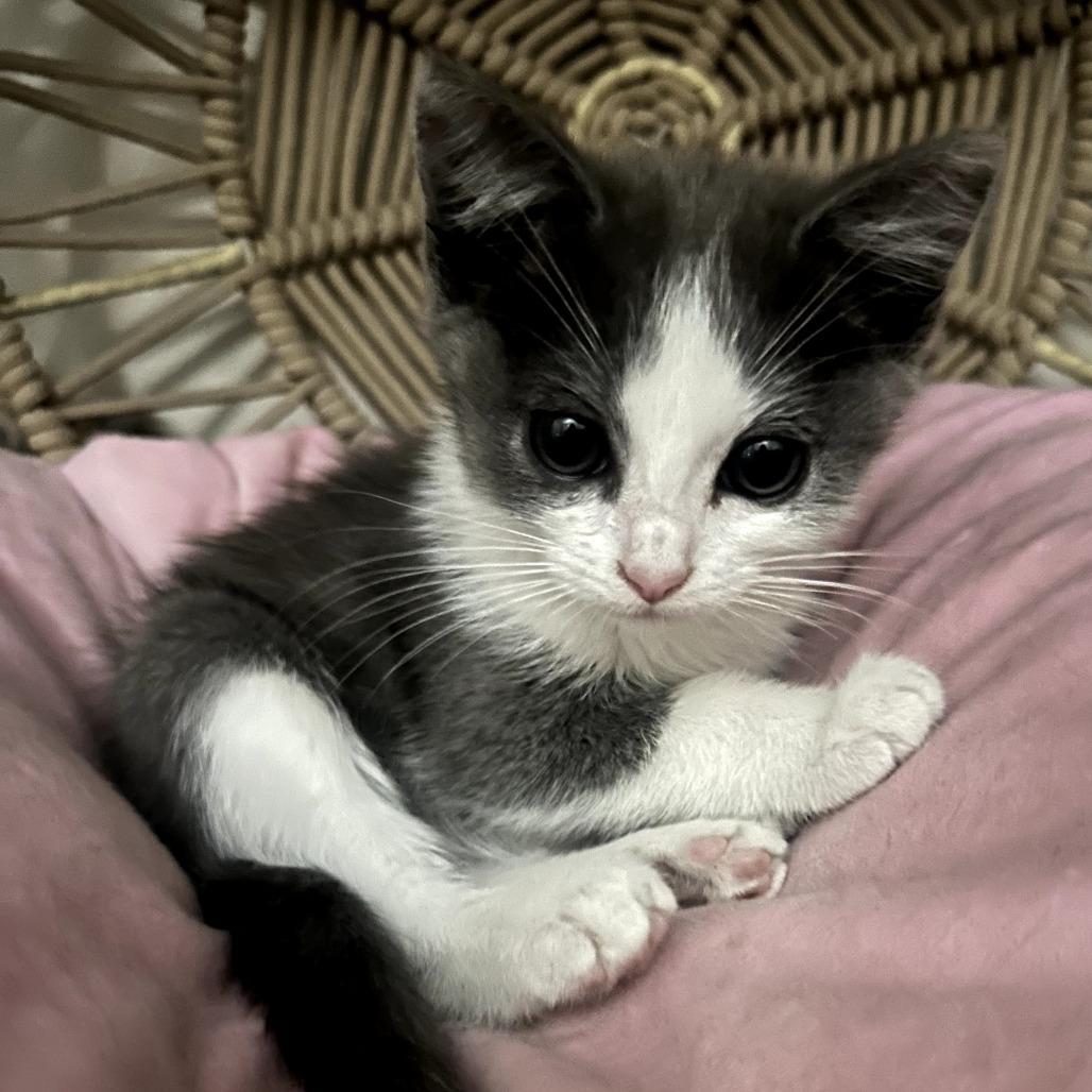 Muffy, a Adoptable Domestic Short Hair in Long Beach, CA image 1/6