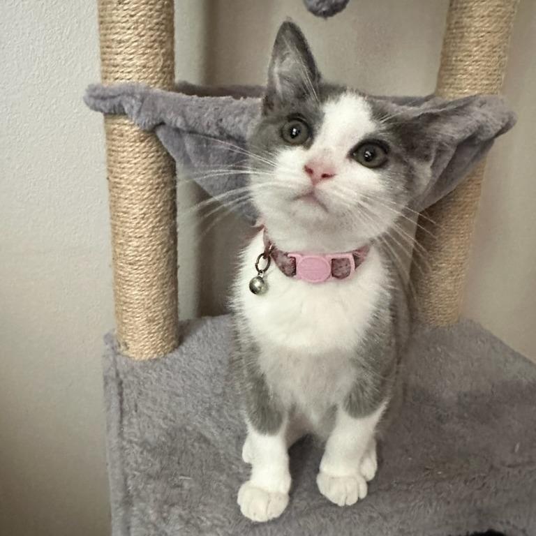 Muffy, a Adoptable Domestic Short Hair in Long Beach, CA image 2/6