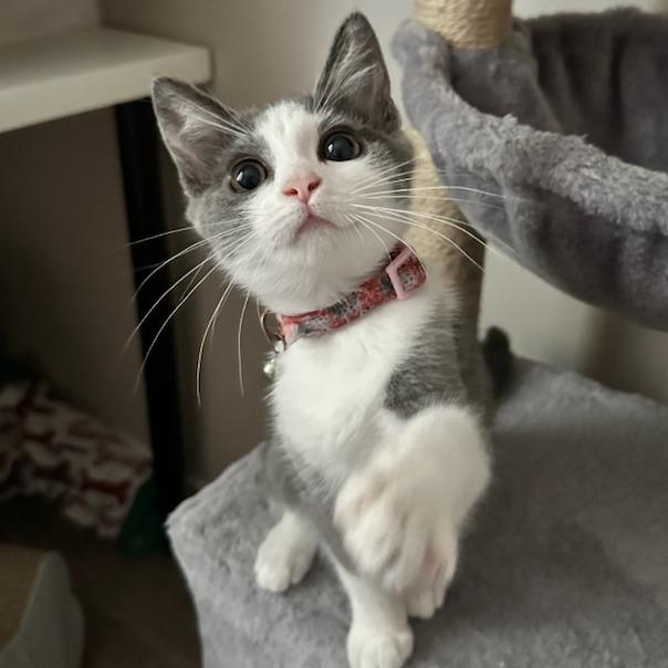 Muffy, a Adoptable Domestic Short Hair in Long Beach, CA image 3/6