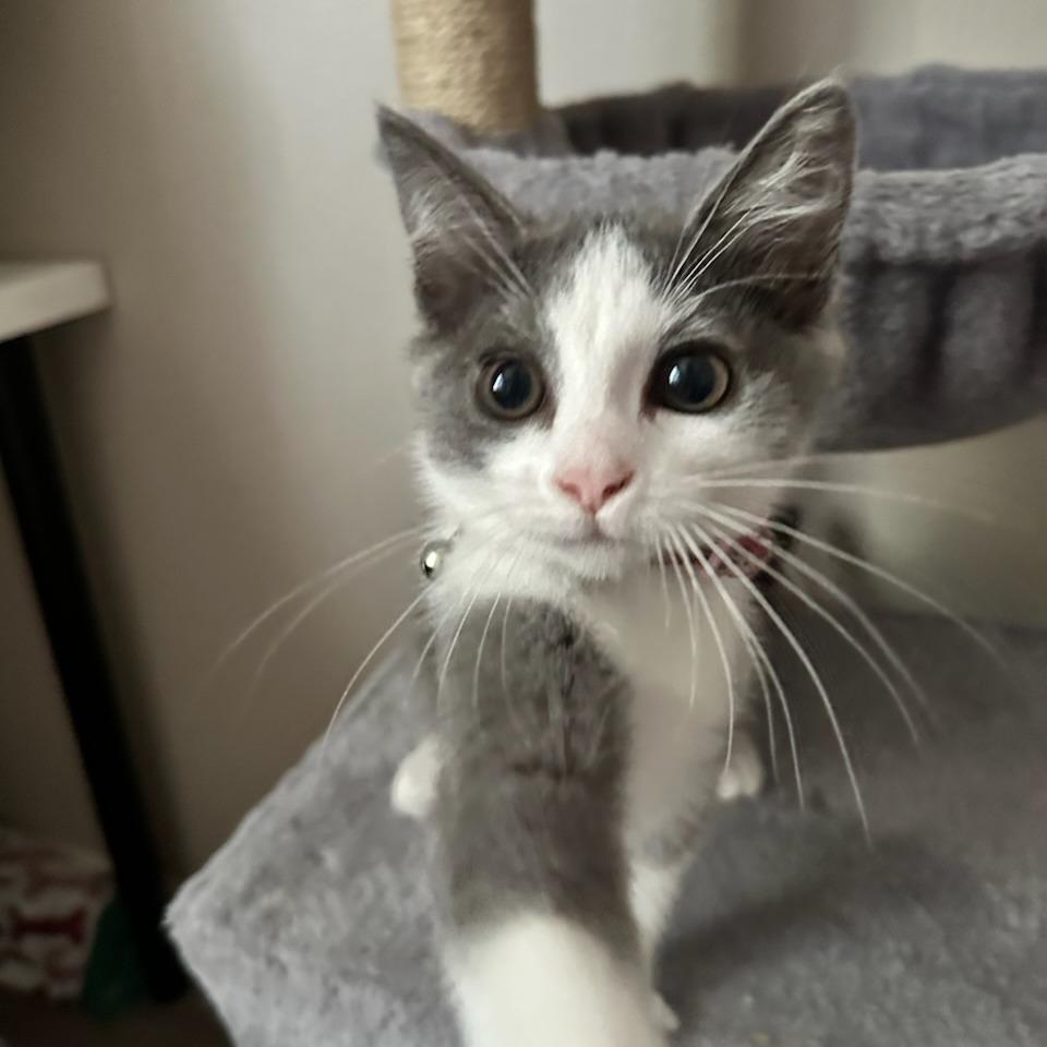 Muffy, a Adoptable Domestic Short Hair in Long Beach, CA image 4/6