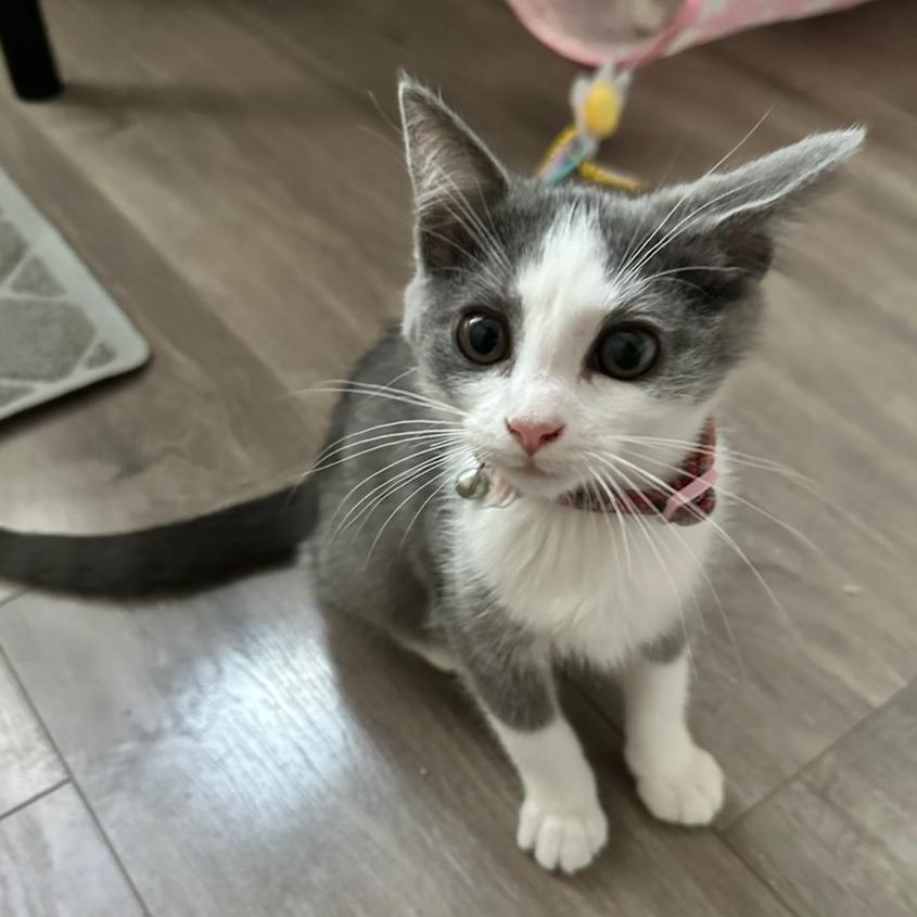 Muffy, a Adoptable Domestic Short Hair in Long Beach, CA image 5/6