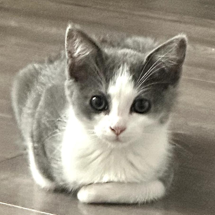 Muffy, a Adoptable Domestic Short Hair in Long Beach, CA image 6/6