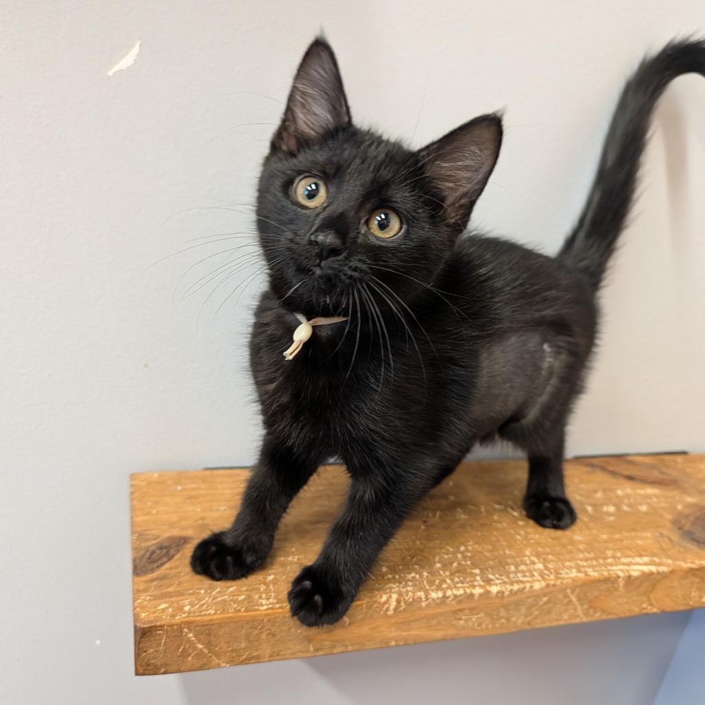 Enlarge Rosemary, a ADOPTABLE Domestic Short Hair in Cape Girardeau, MO image 1/1