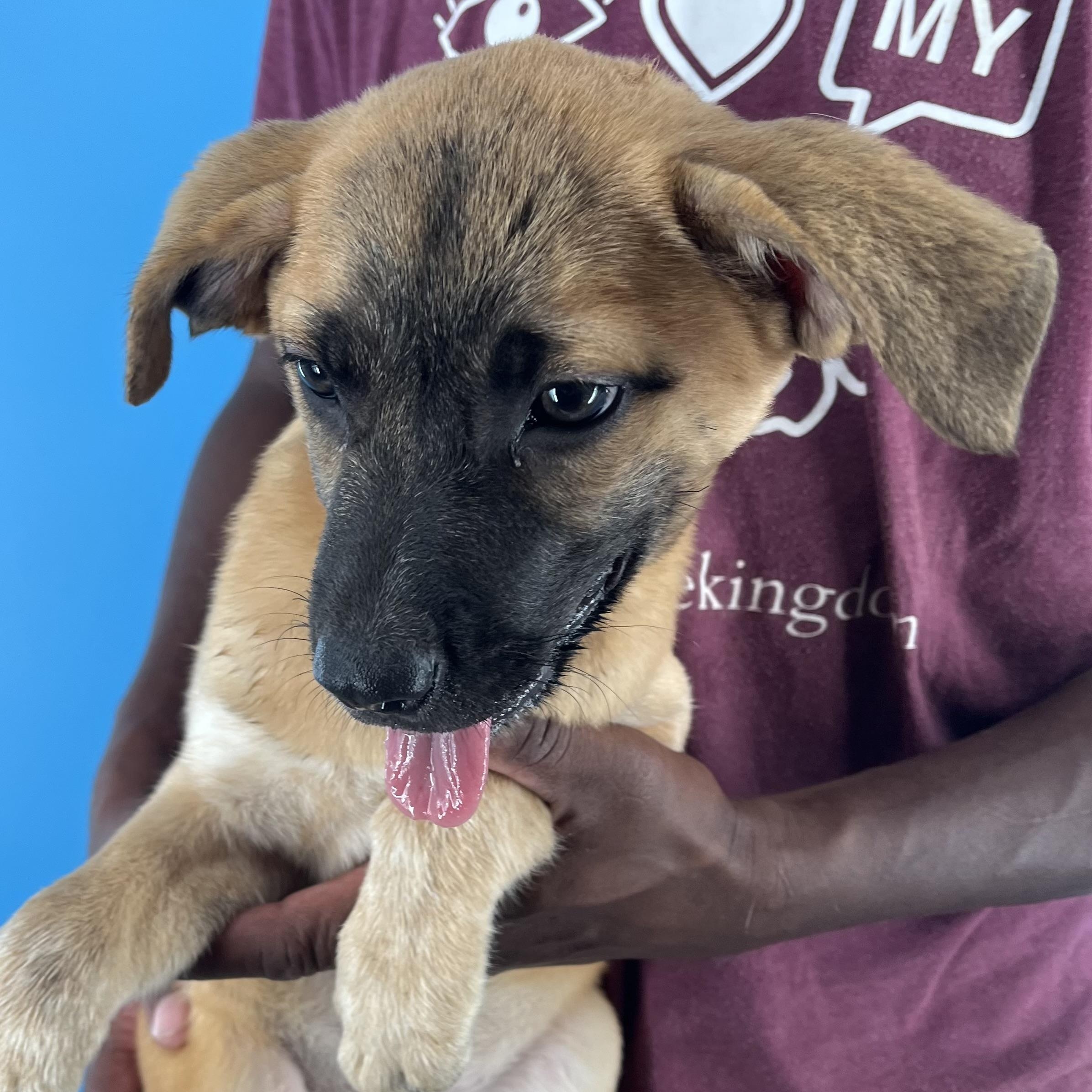 Rosa - Local August 22-24, Baby Female unknown