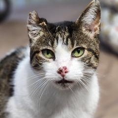 Enlarge Tatters, a Adoptable Domestic Short Hair in Johnson City, TN image 3/3