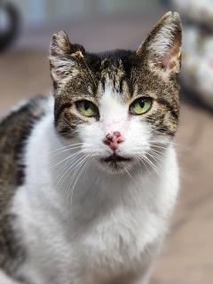 Enlarge Tatters, a Adoptable Domestic Short Hair in Johnson City, TN image 1/3