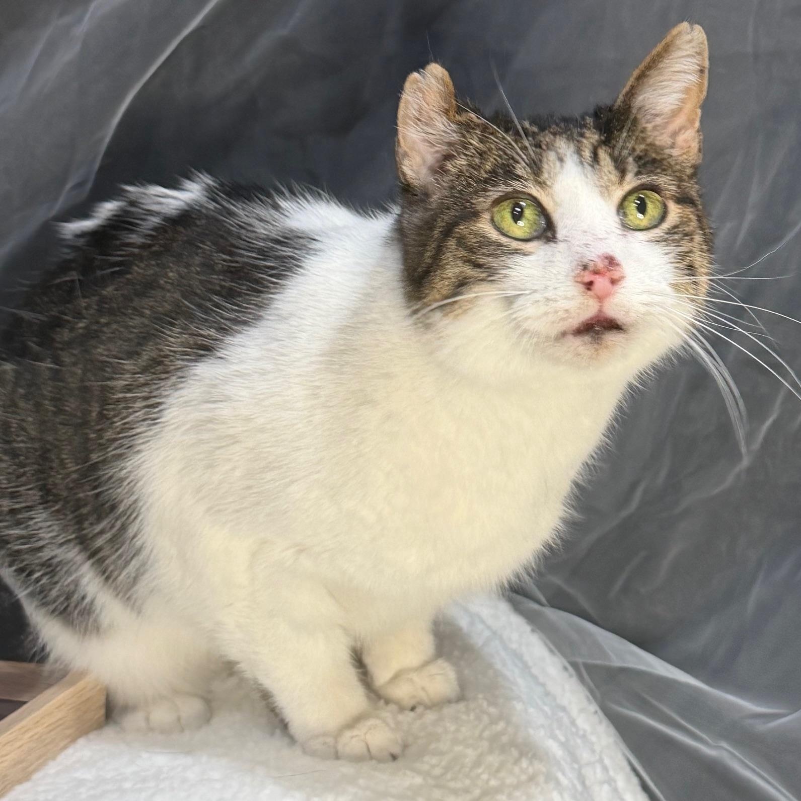 Enlarge Tatters, a Adoptable Domestic Short Hair in Johnson City, TN image 2/3