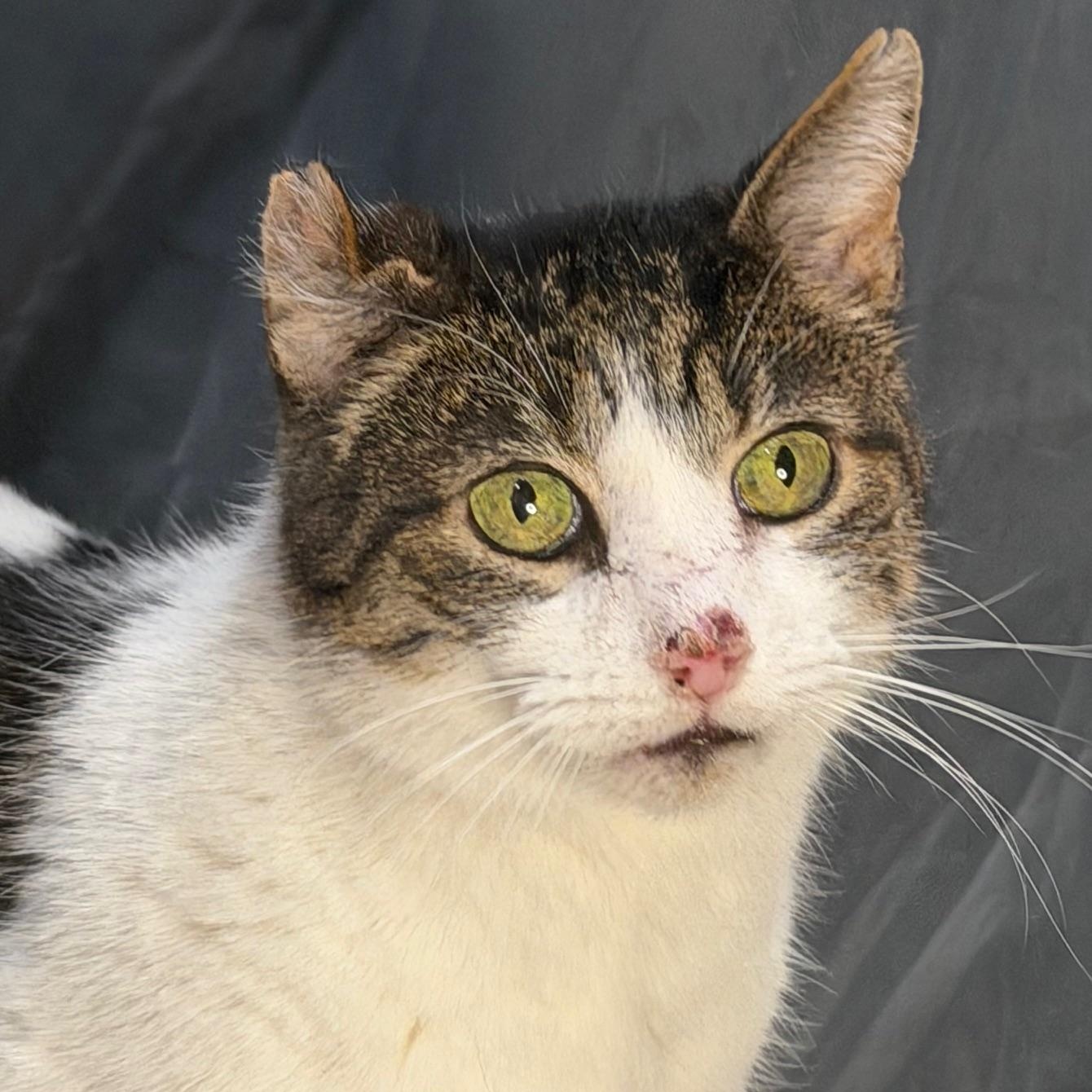 Enlarge Tatters, a Adoptable Domestic Short Hair in Johnson City, TN image 1/3