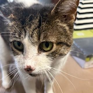 Enlarge Tatters, a Adoptable Domestic Short Hair in Johnson City, TN image 2/3