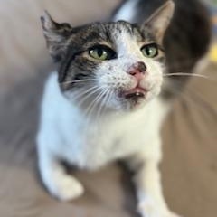 Enlarge Tatters, a Adoptable Domestic Short Hair in Johnson City, TN image 3/3