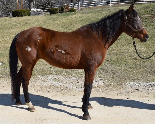 Enlarge ELPHABA, a Adoptable Grade in Union, MO image 1/1