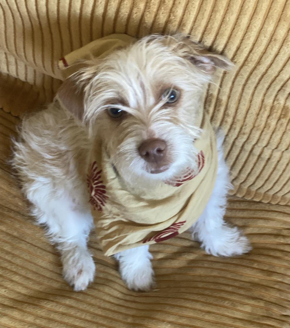 Enlarge Nemo, a ADOPTABLE Wirehaired Terrier in Davis, CA image 3/6