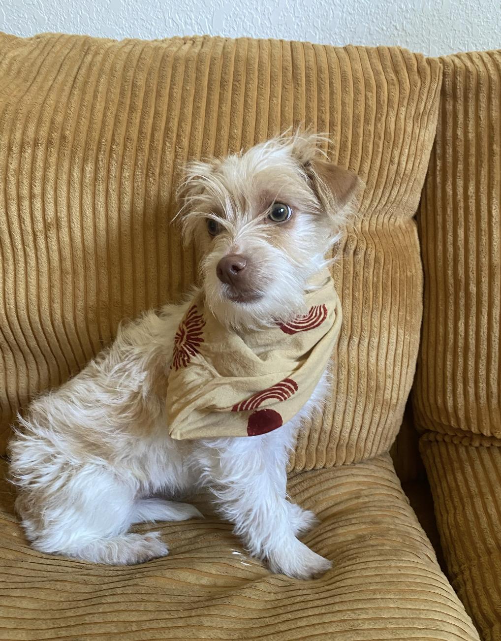 Enlarge Nemo, a ADOPTABLE Wirehaired Terrier in Davis, CA image 4/6