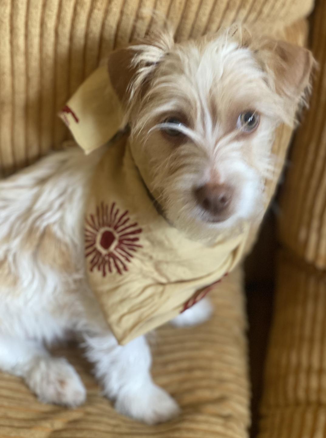 Enlarge Nemo, a ADOPTABLE Wirehaired Terrier in Davis, CA image 2/6