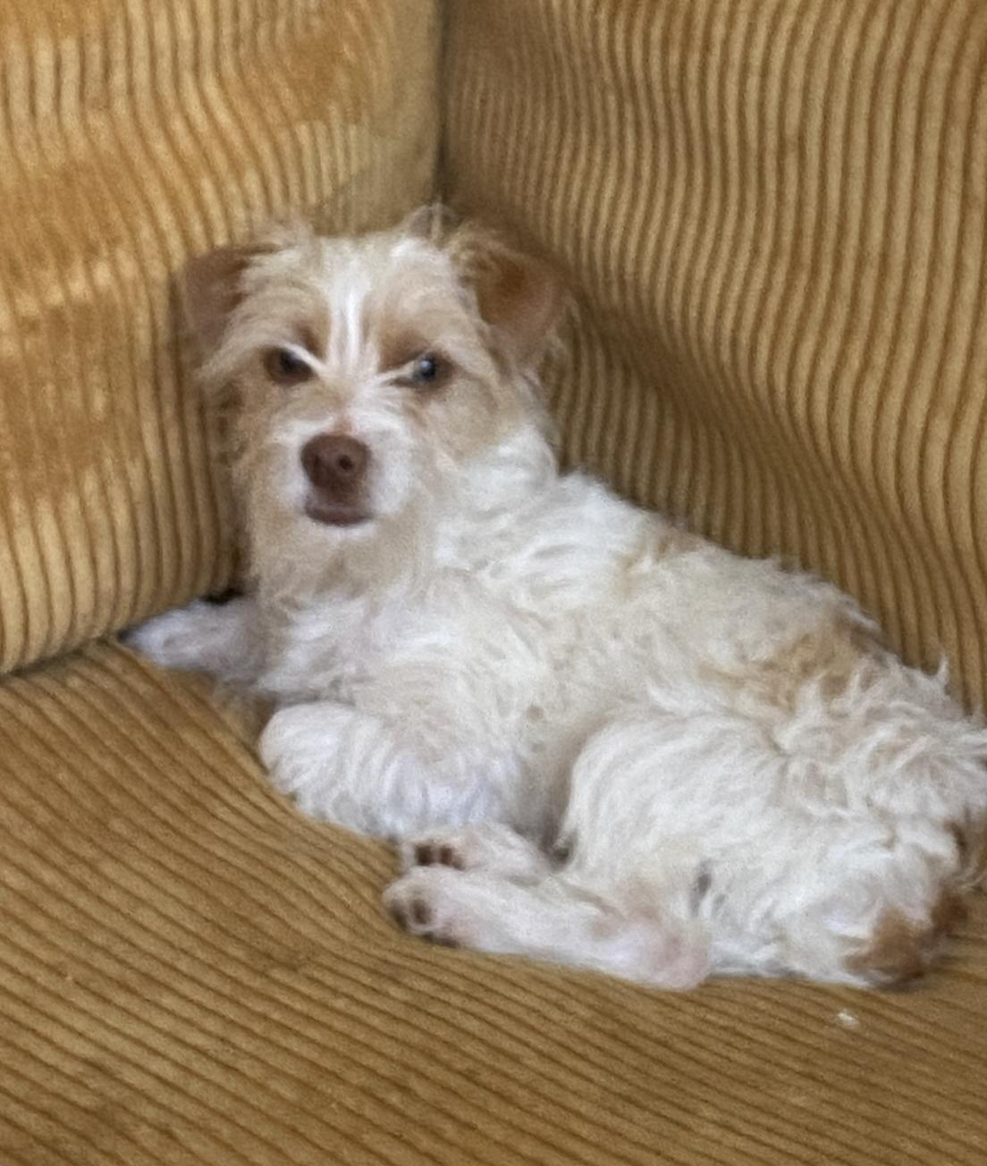 Enlarge Nemo, a ADOPTABLE Wirehaired Terrier in Davis, CA image 5/6