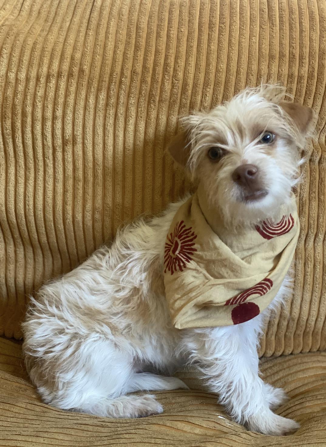 Enlarge Nemo, a ADOPTABLE Wirehaired Terrier in Davis, CA image 1/6