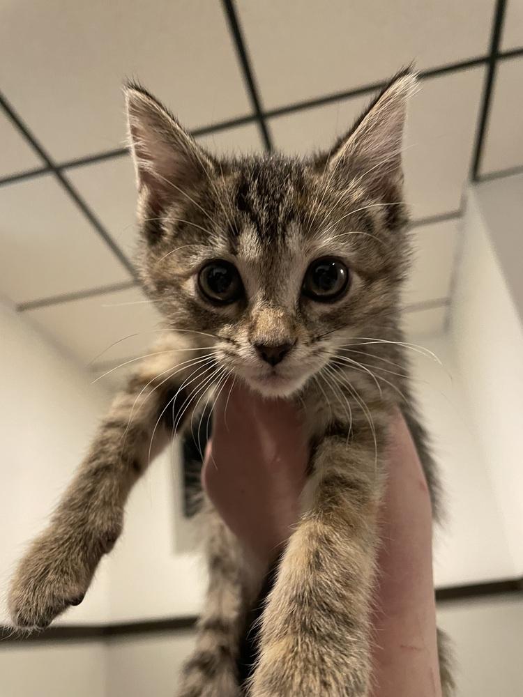 Mira, Adoptable, Kitten Female Domestic Short Hair.