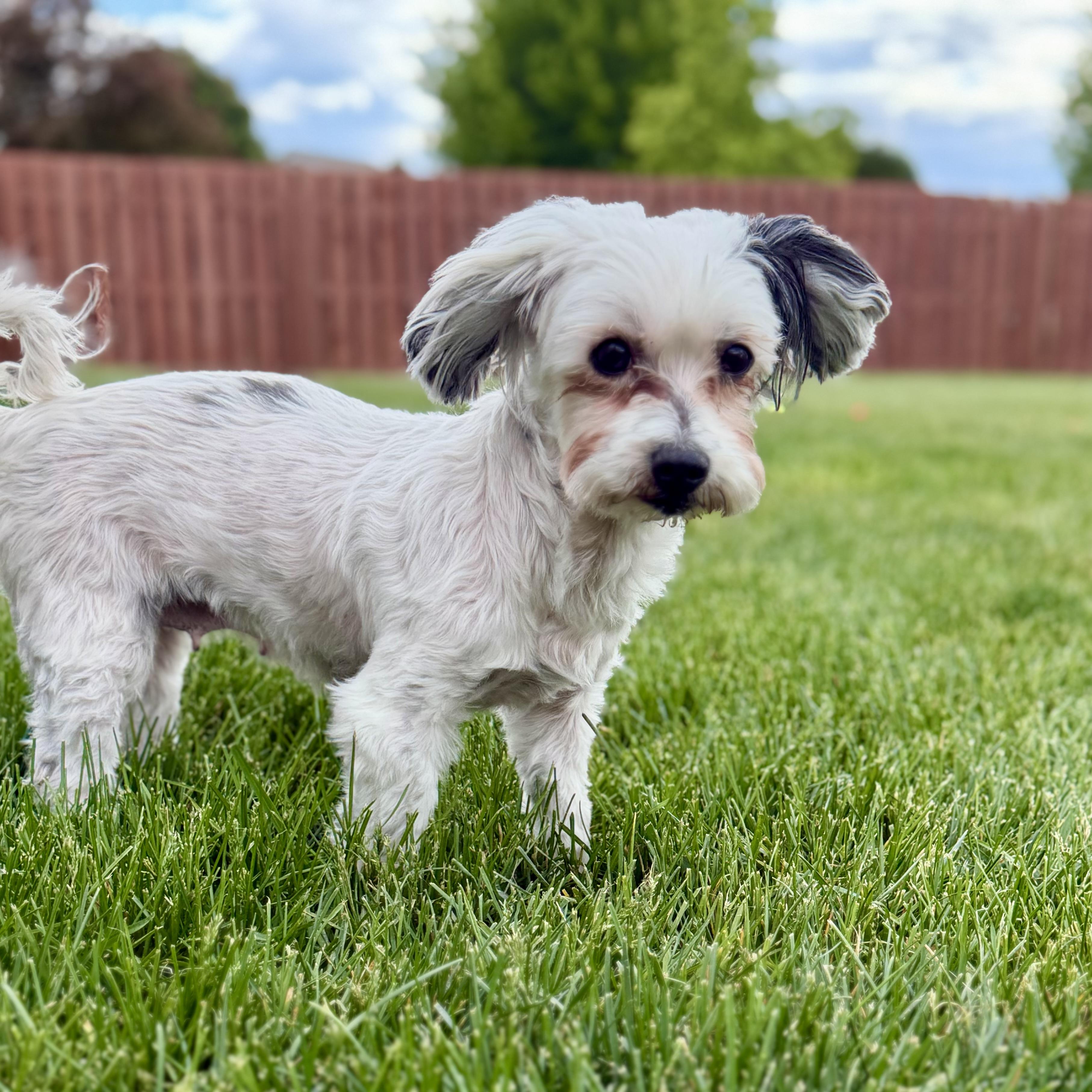 Petals, a ADOPTABLE mixed breed in Muskego, WI image 2/6