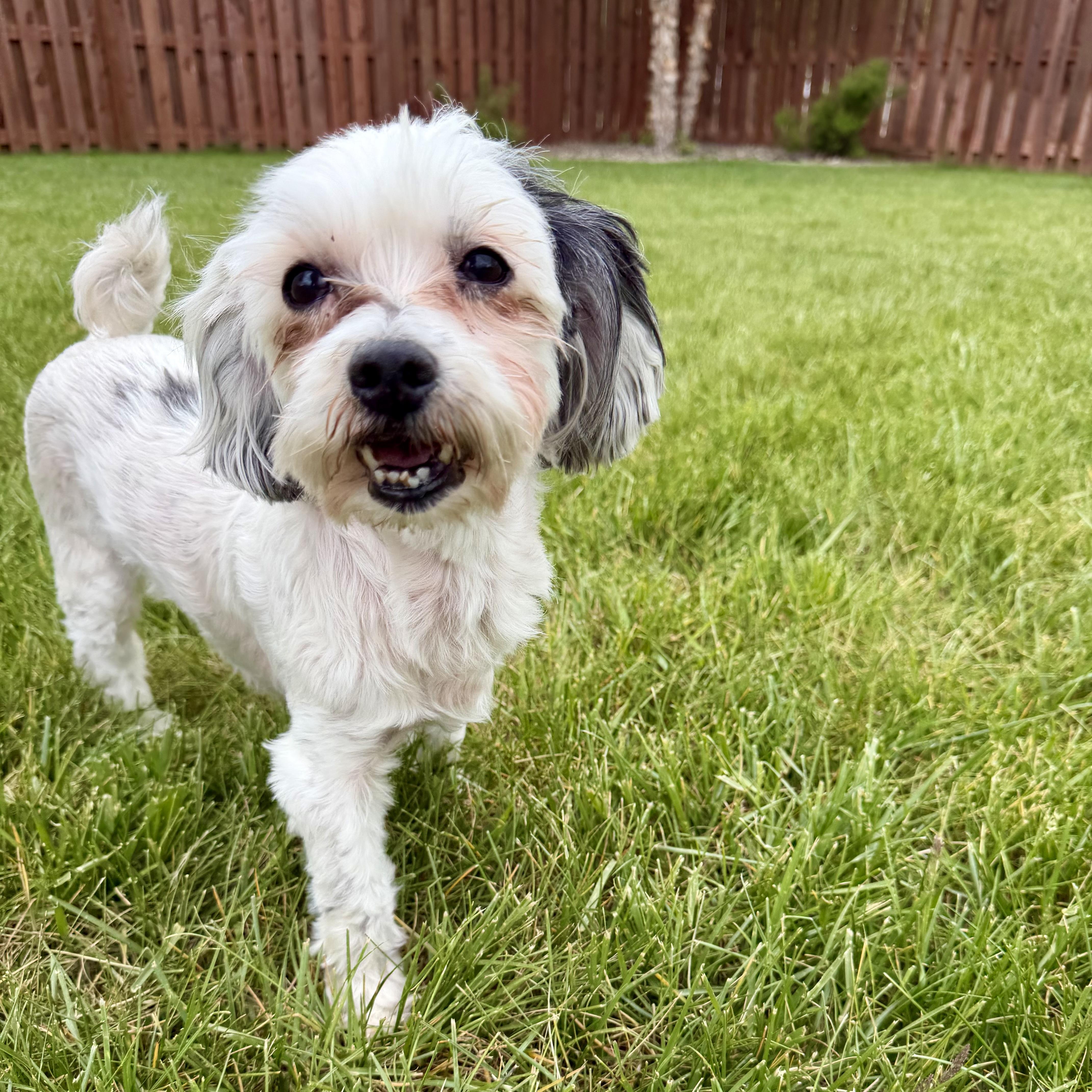Petals, a ADOPTABLE mixed breed in Muskego, WI image 5/6