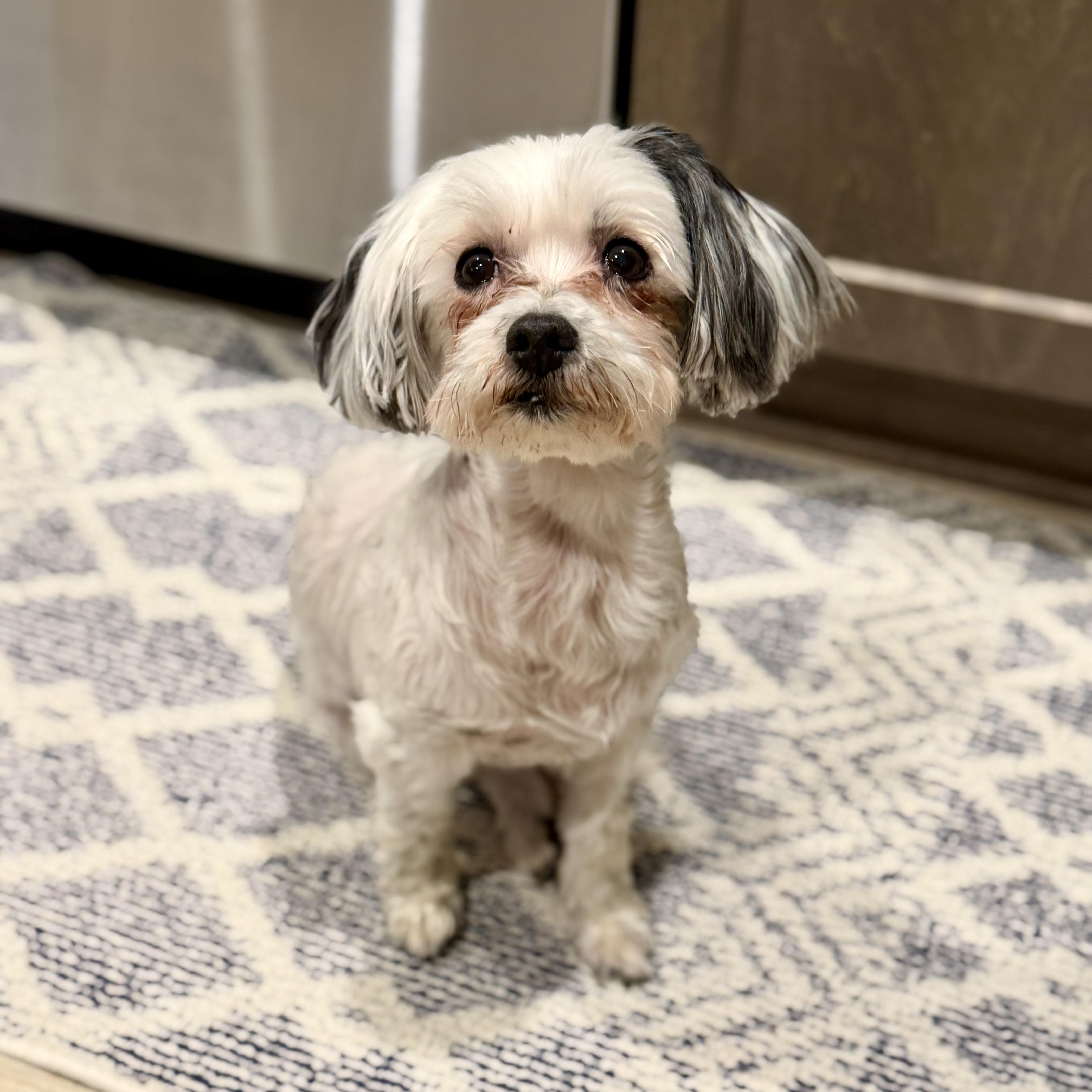 Petals, ADOPTABLE, Adult Female Shih poo.