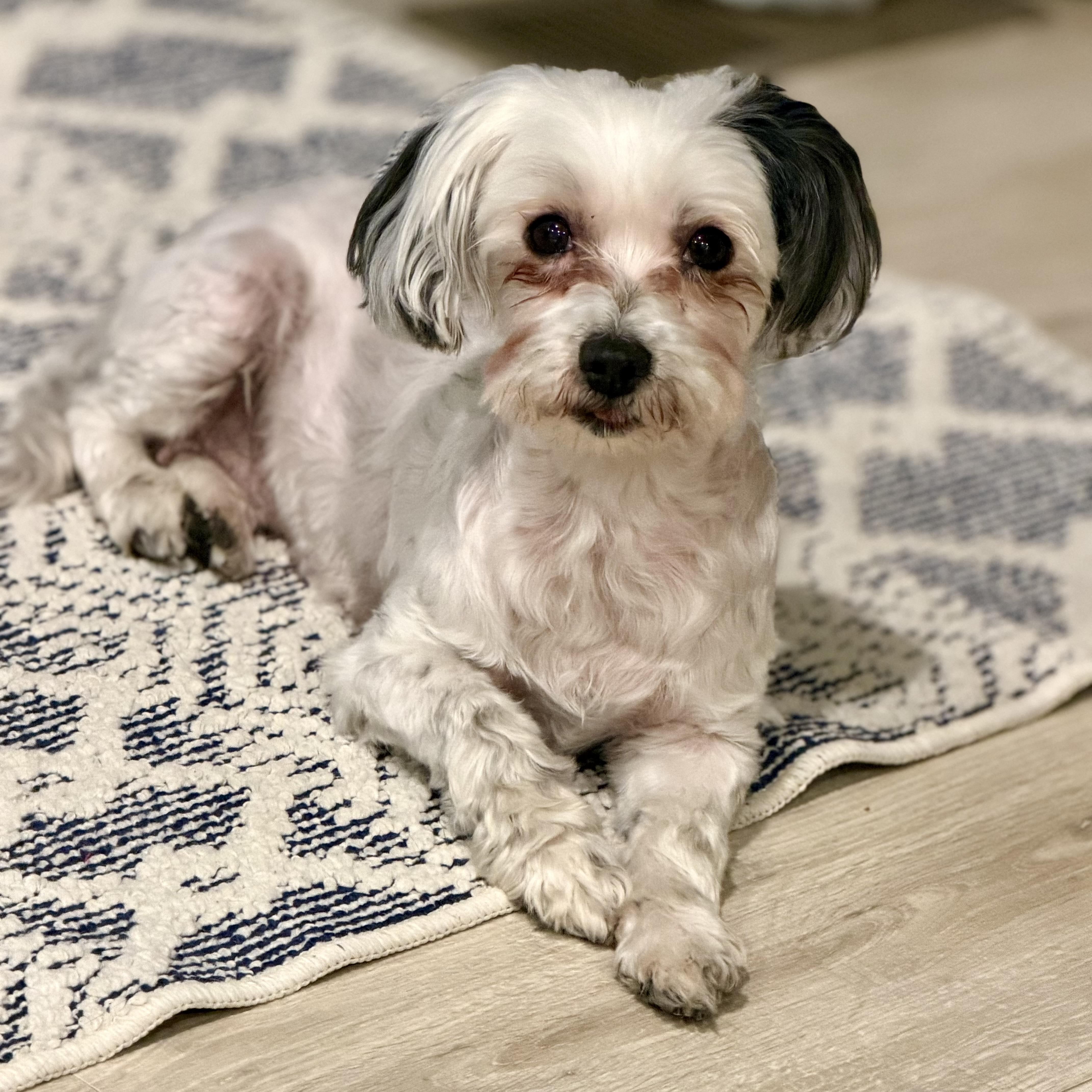 Petals, a ADOPTABLE mixed breed in Muskego, WI image 3/6