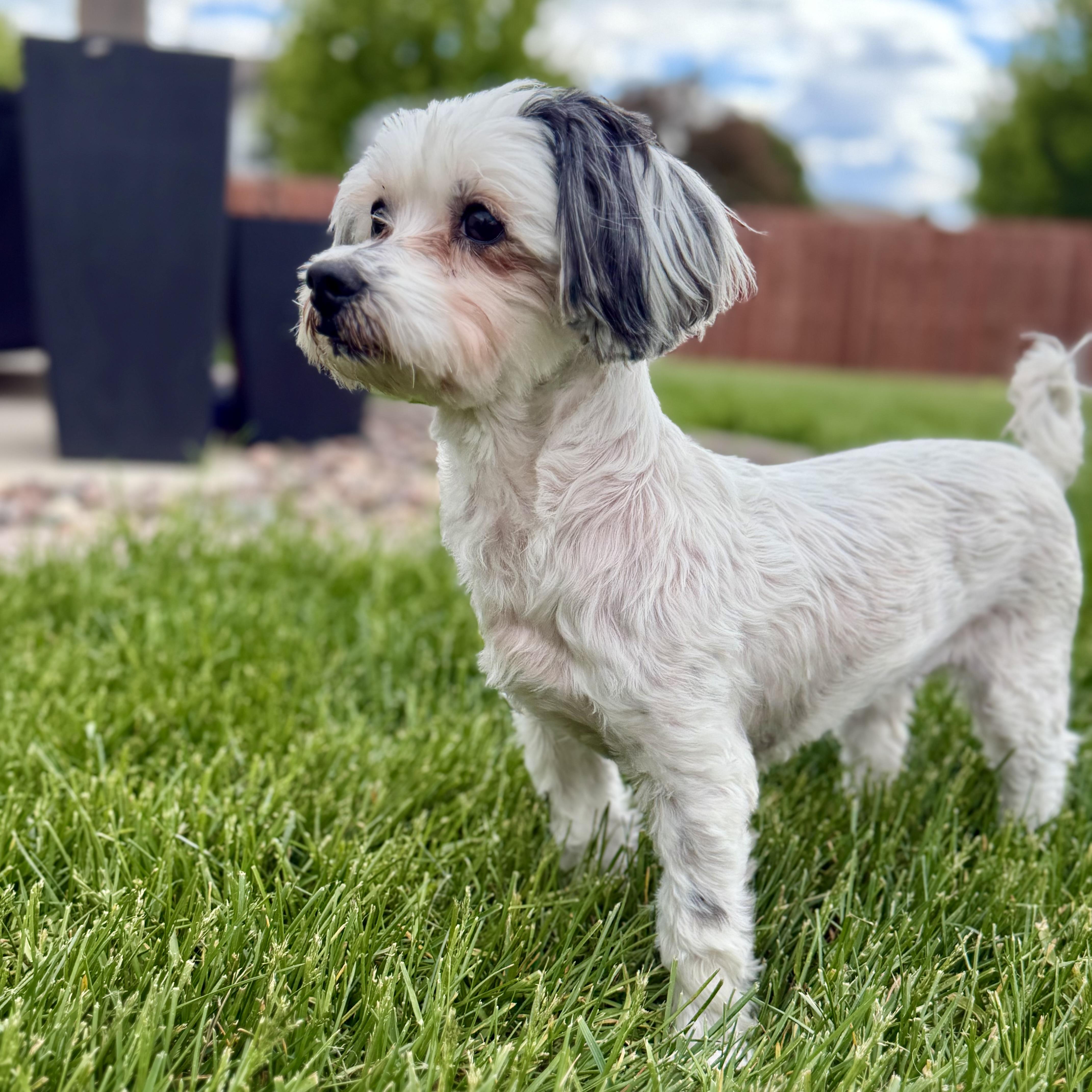 Petals, a ADOPTABLE mixed breed in Muskego, WI image 4/6