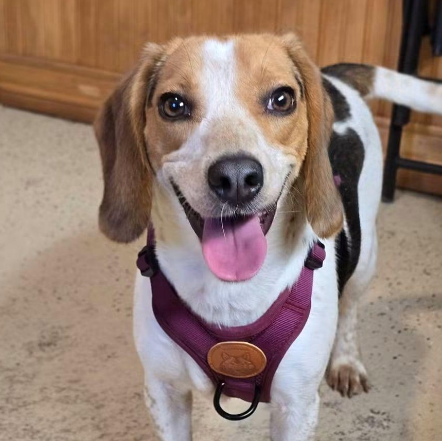 Pepper, Adopted, Young Female Beagle.