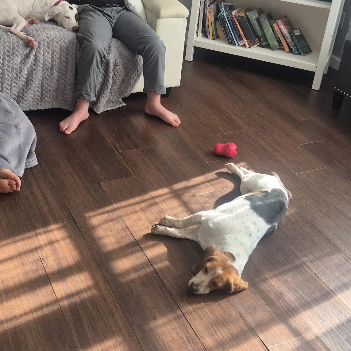 Enlarge Pepper, a Adopted Beagle in Colchester, CT image 4/6