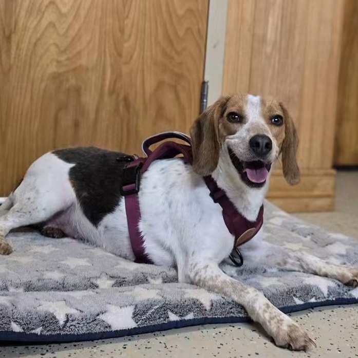 Enlarge Pepper, a Adopted Beagle in Colchester, CT image 2/6