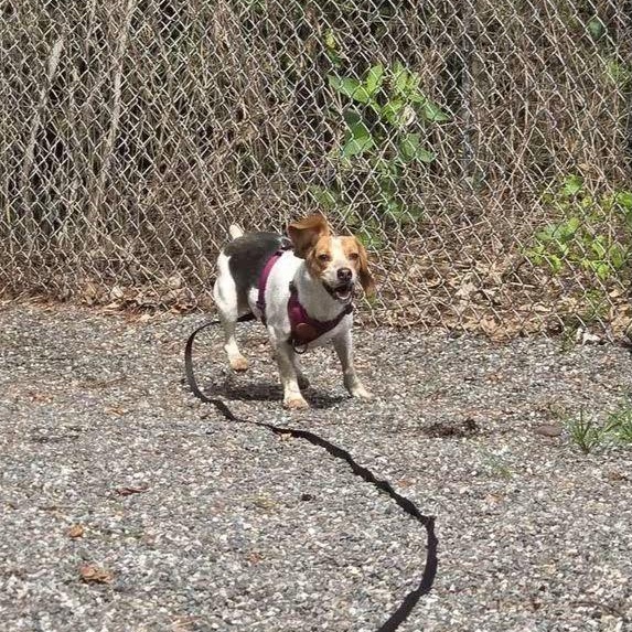 Enlarge Pepper, a Adopted Beagle in Colchester, CT image 5/6