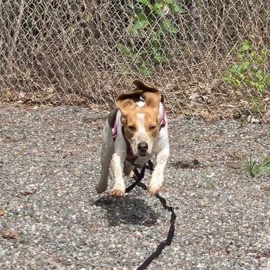 Enlarge Pepper, a Adopted Beagle in Colchester, CT image 6/6