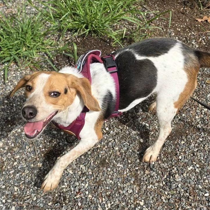 Enlarge Pepper, a Adopted Beagle in Colchester, CT image 3/6