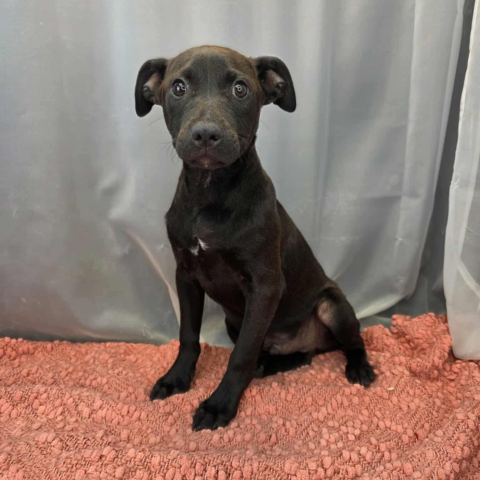 Enlarge O’Neal, an adoptable mixed breed in Southfield , MI image 5/6