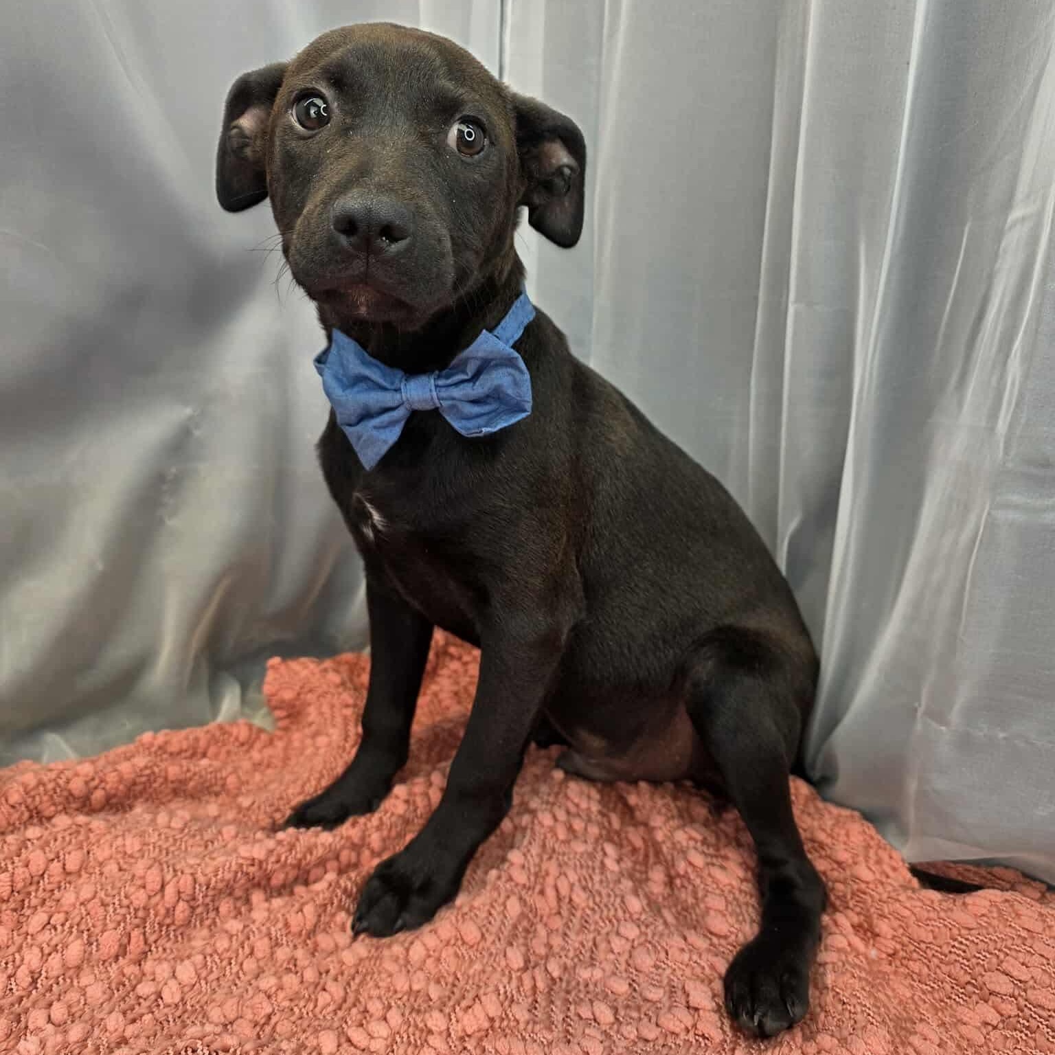 Enlarge O’Neal, an adoptable mixed breed in Southfield , MI image 4/6