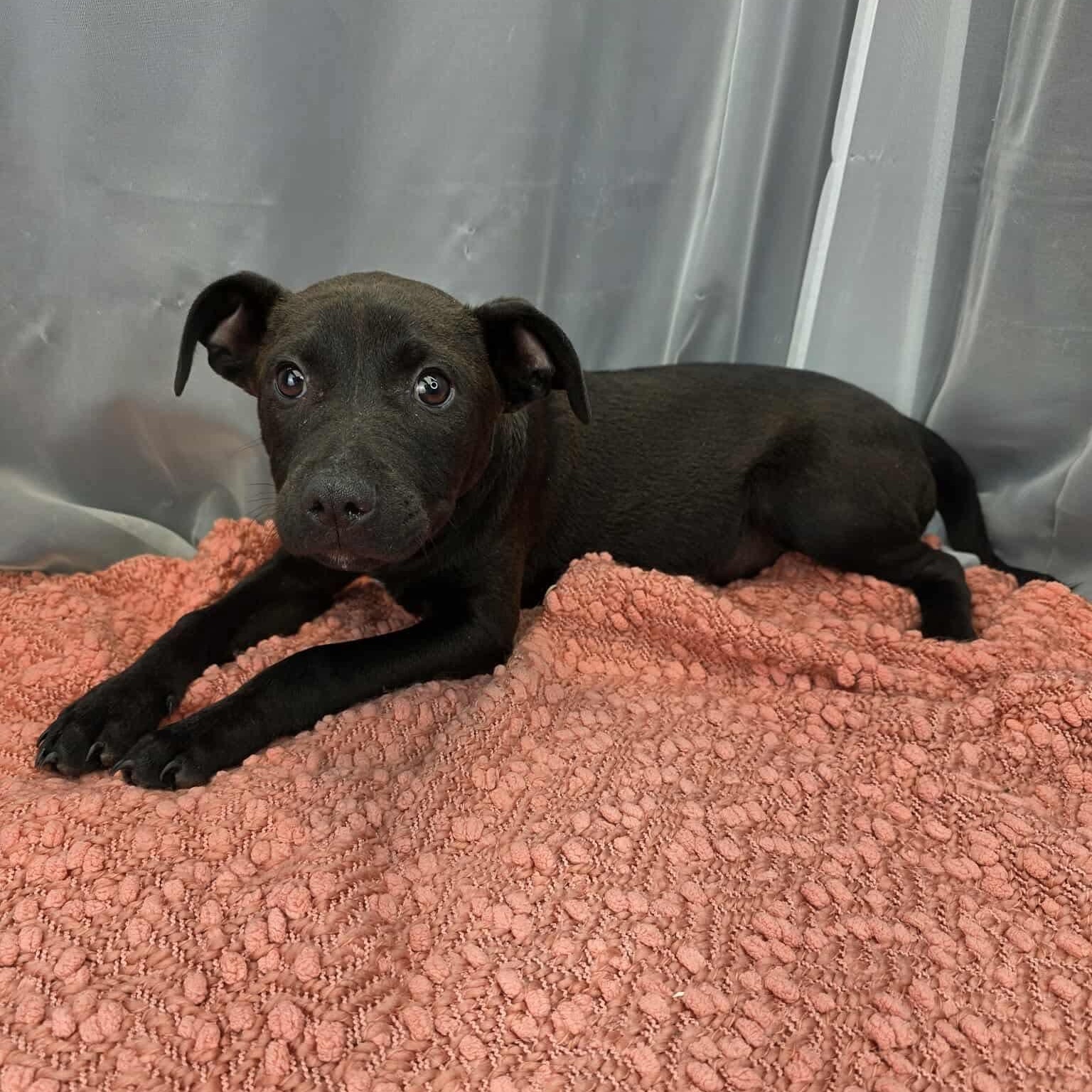 Enlarge O’Neal, an adoptable mixed breed in Southfield , MI image 6/6