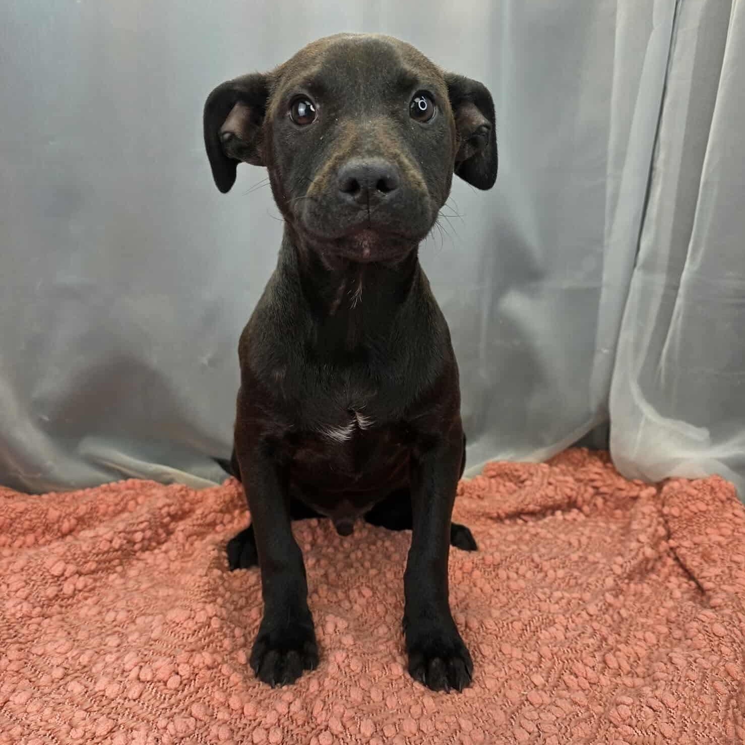 Enlarge O’Neal, an adoptable mixed breed in Southfield , MI image 3/6