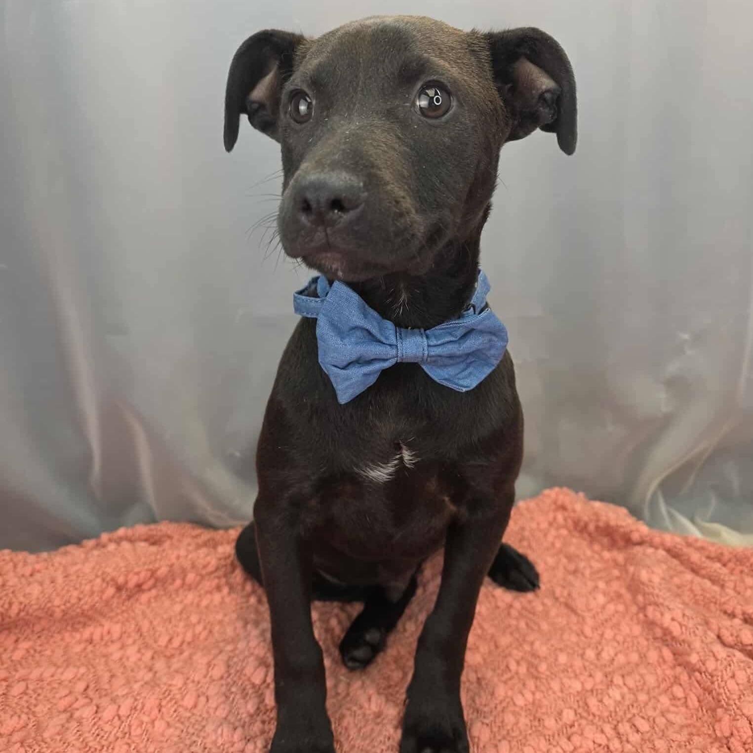 O’Neal, adoptable, Puppy Male Labrador Retriever.