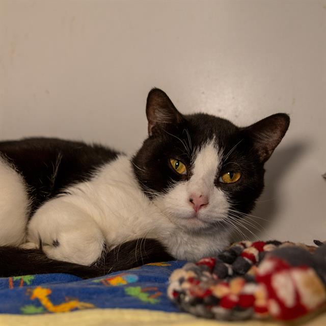 RHOMBUS, Adoptable, Young Male Domestic Short Hair.