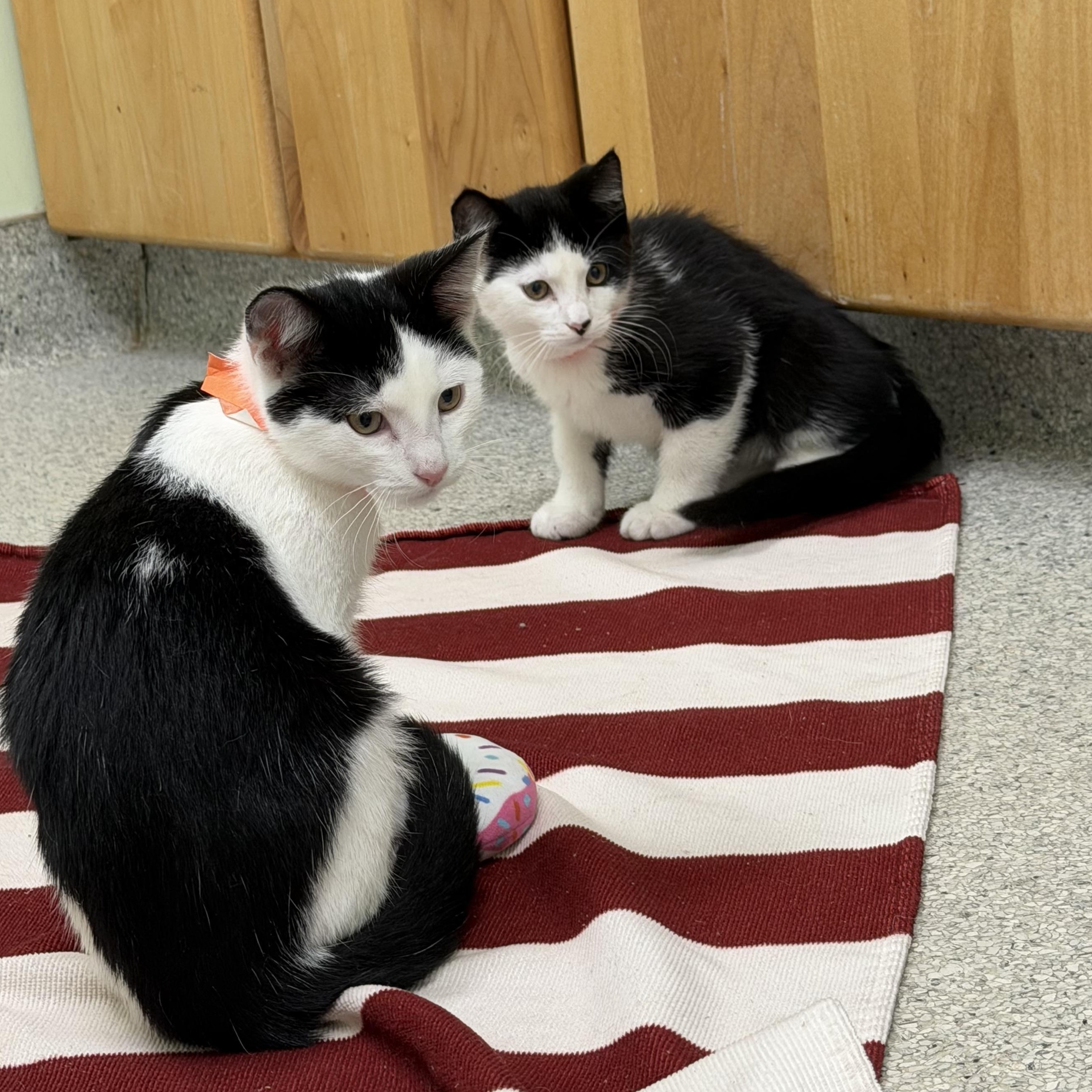Patches, an adopted Domestic Long Hair in Kent, WA image 4/4