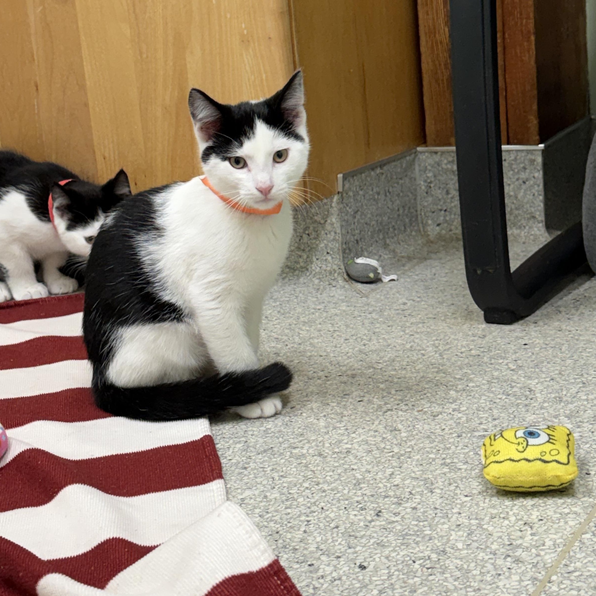Patches, an adopted Domestic Long Hair in Kent, WA image 2/4
