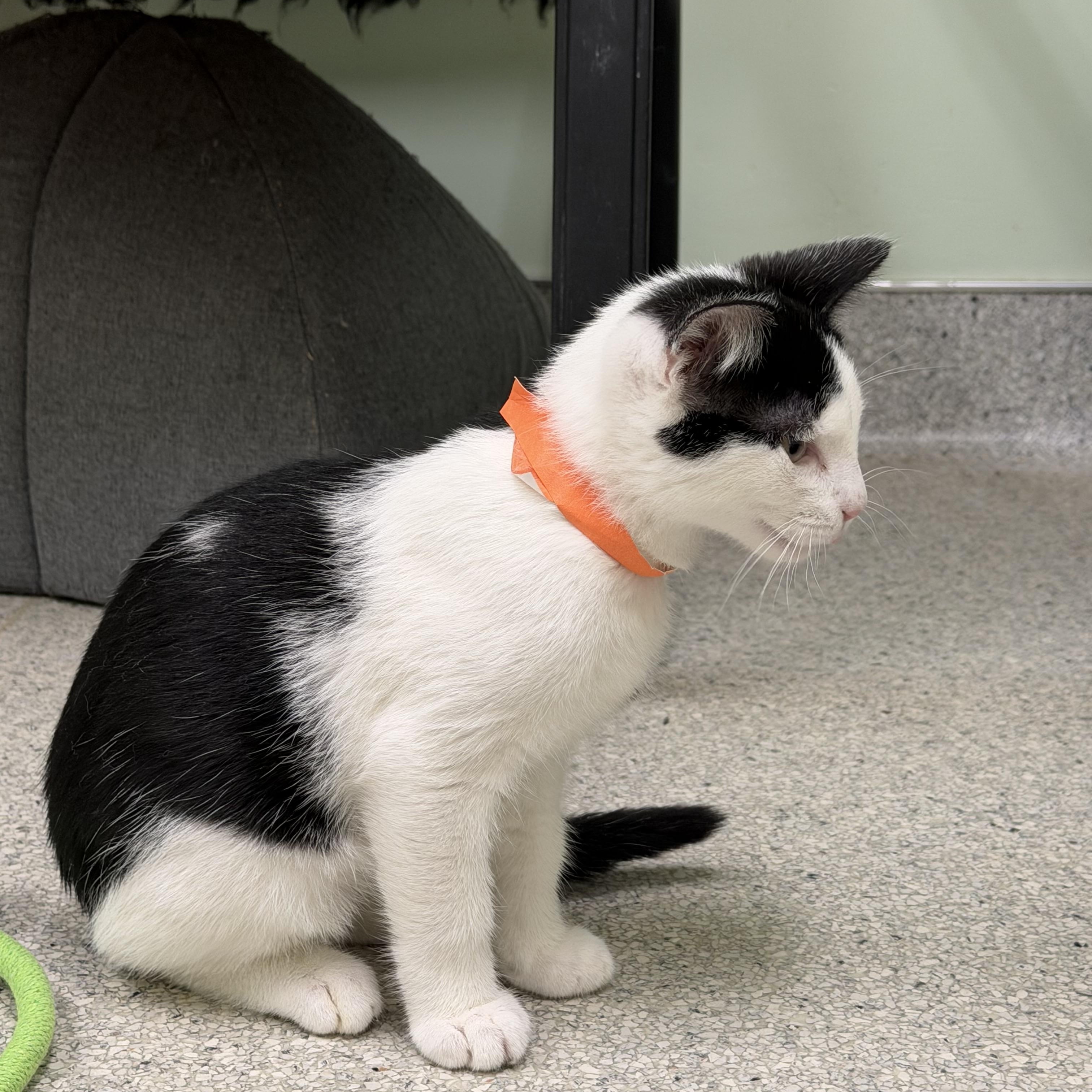 Patches, an adopted Domestic Long Hair in Kent, WA image 3/4