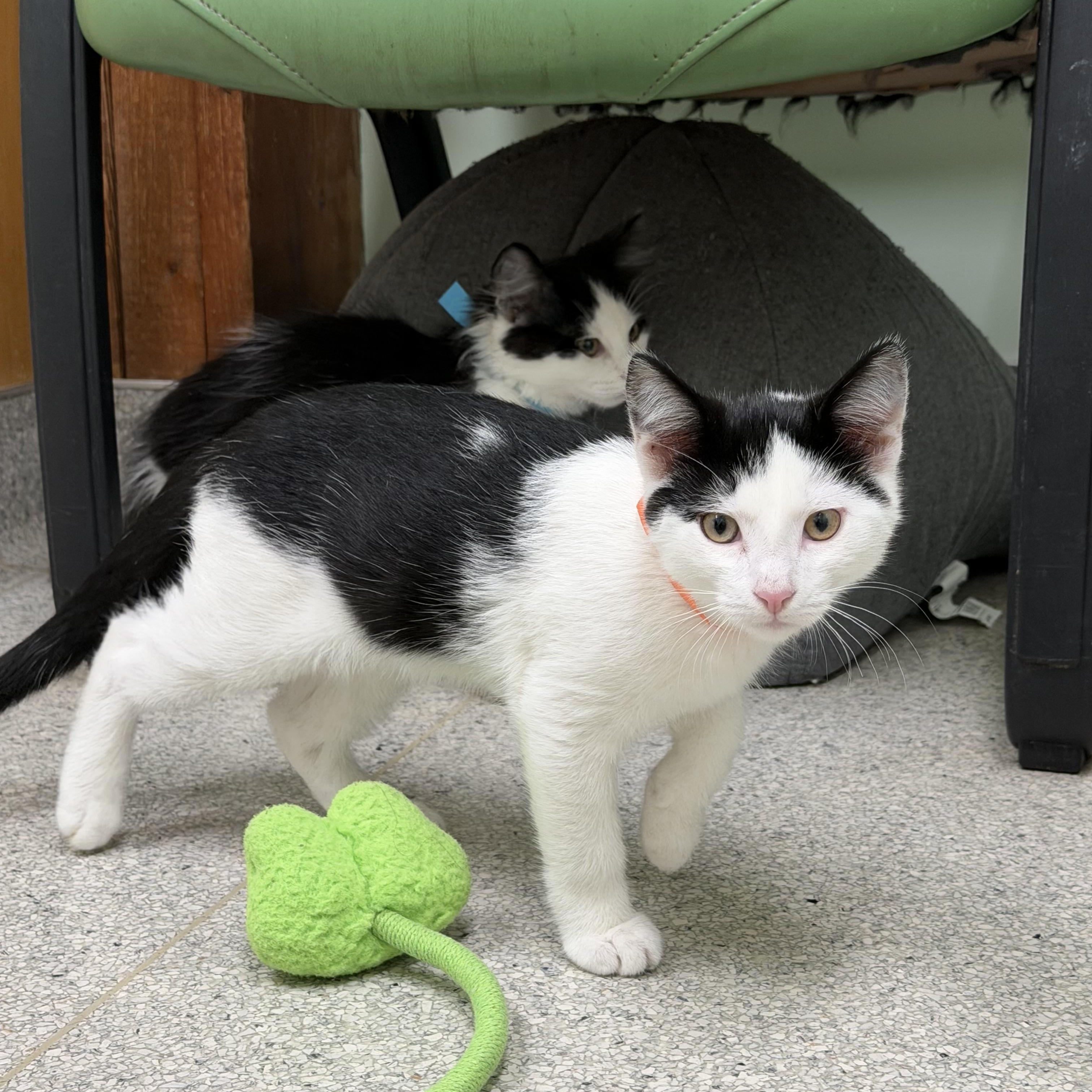 Patches, adopted, Kitten Male Domestic Long Hair.