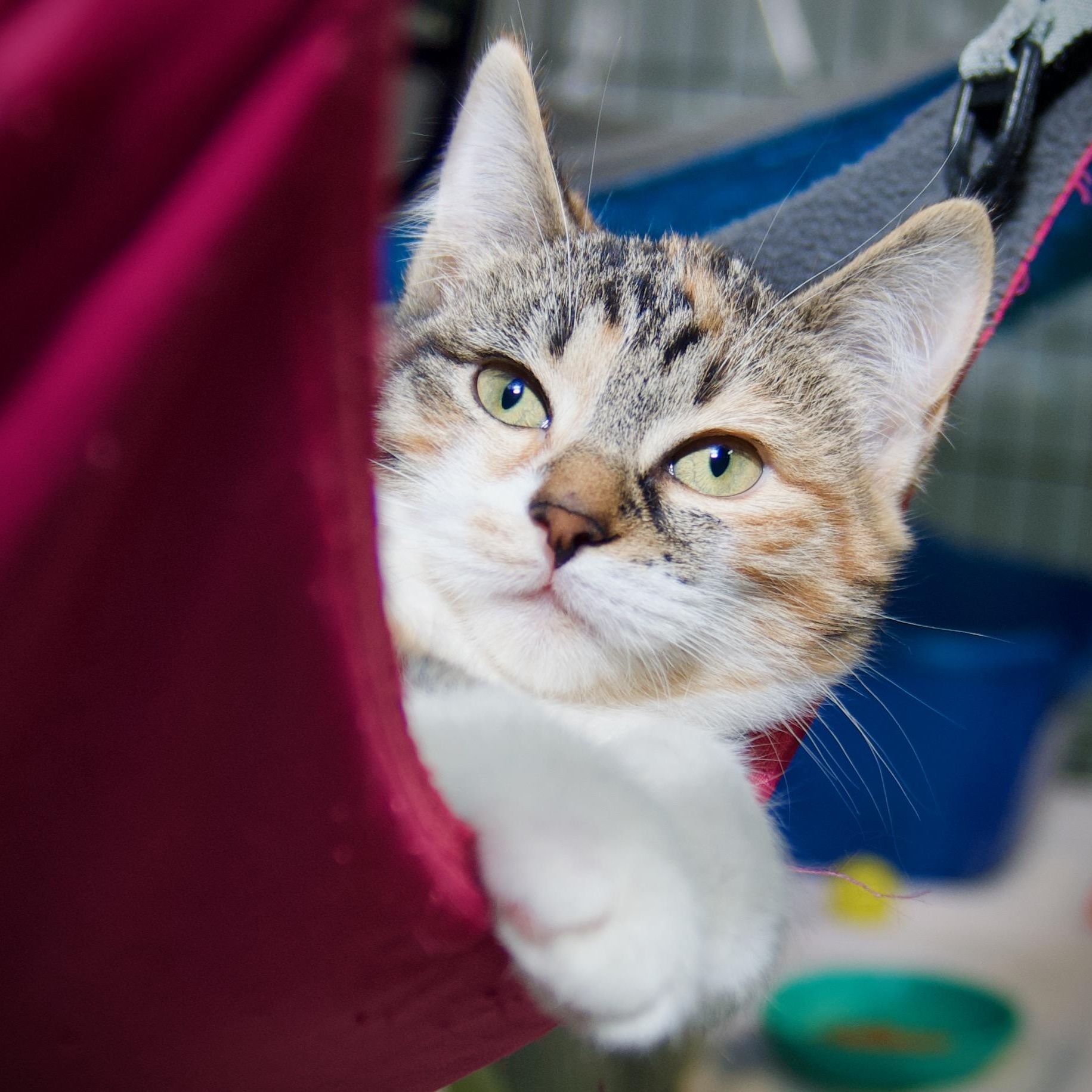 Aurora, adopted, Kitten Female Tabby & Calico.