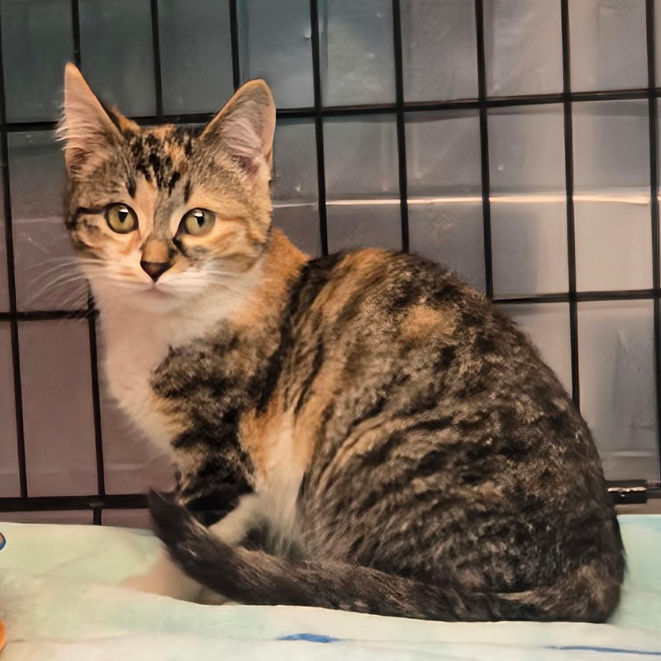 Enlarge Aurora, an adopted mixed breed in East Amherst, NY image 2/5