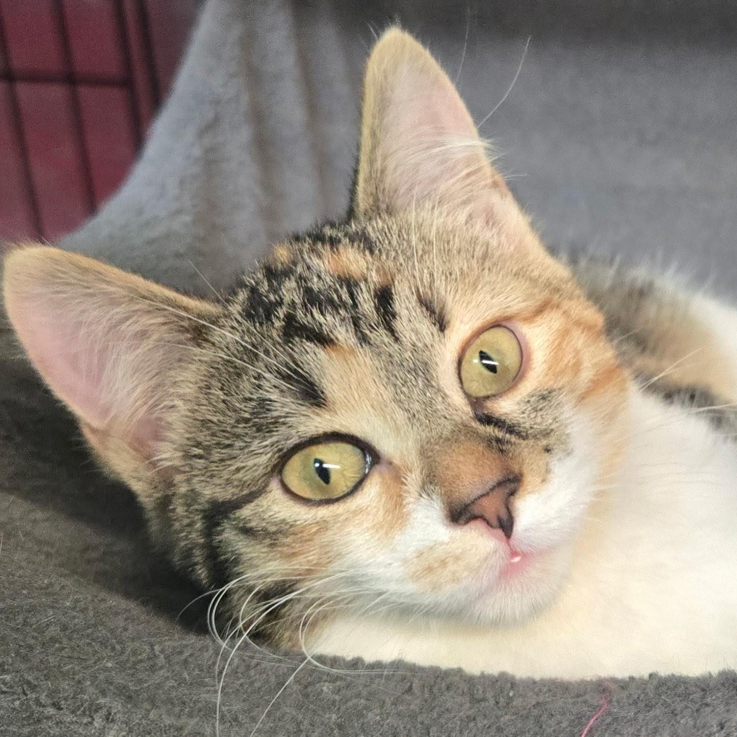 Enlarge Aurora, an adopted mixed breed in East Amherst, NY image 4/5