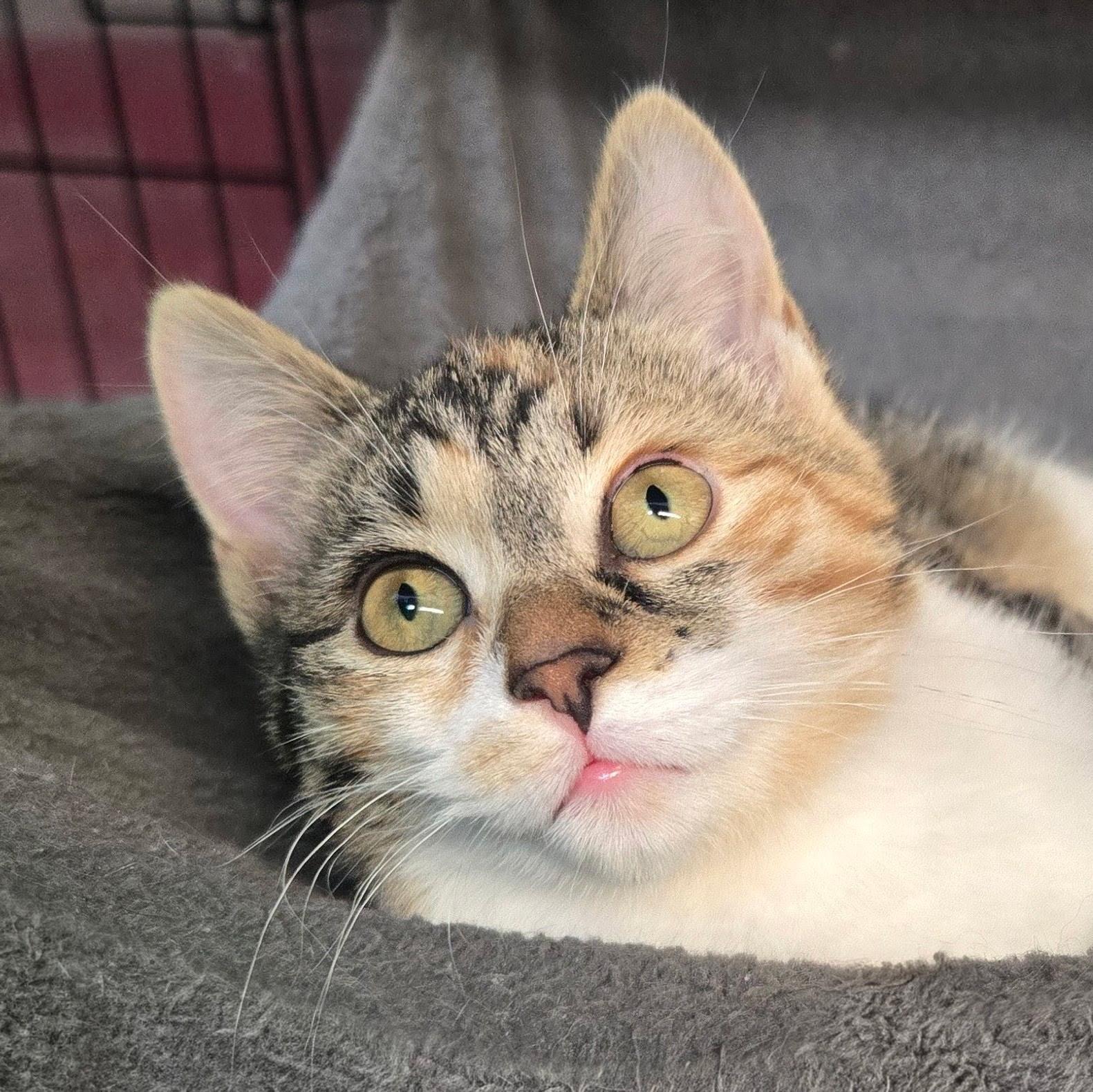 Enlarge Aurora, an adopted mixed breed in East Amherst, NY image 3/5