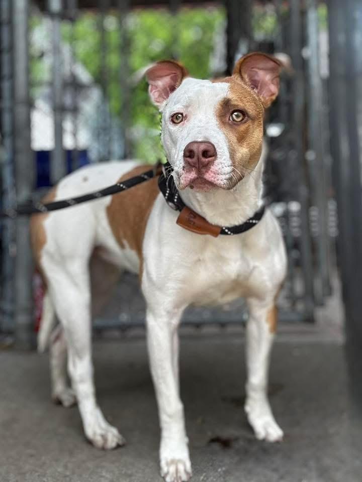 Enlarge Cadence, a ADOPTABLE Pit Bull Terrier in Chicago, IL image 2/5