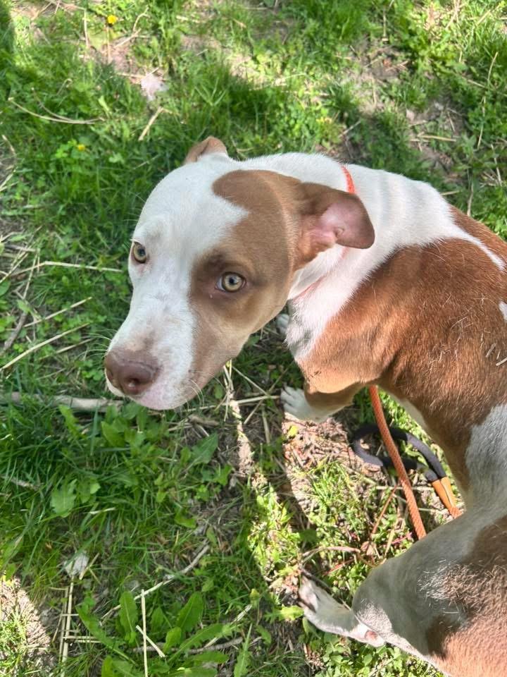 Enlarge Cadence, a ADOPTABLE Pit Bull Terrier in Chicago, IL image 4/5